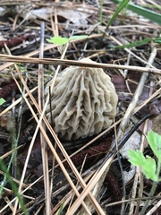 Morchella tridentina