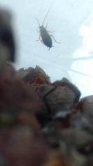 Latiblattella tarasca