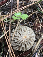 Morchella tridentina