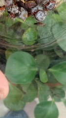 Latiblattella tarasca