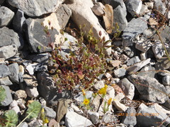 Erythranthe calcicola