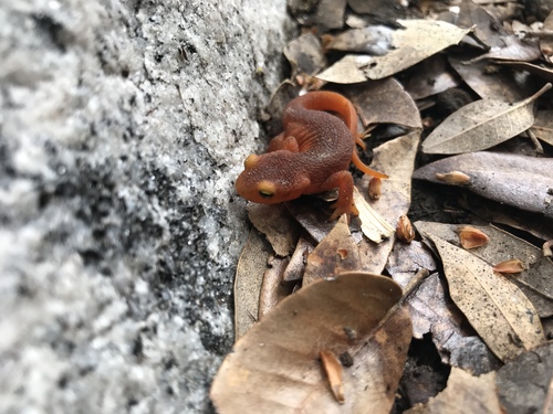 iNaturalist observation photo of Sierra Newt