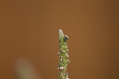 Rhinusa neta
