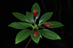 Alstroemeria fuscovinosa