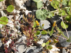 Erythranthe calcicola