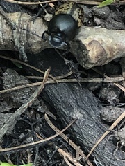 Onthophagus nuchicornis