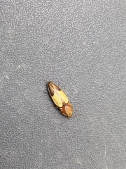 Stropenron hamata