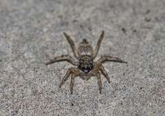 Salticidae