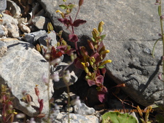 Erythranthe calcicola