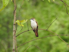 Cacomantis sonneratii