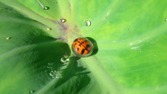 Harmonia octomaculata