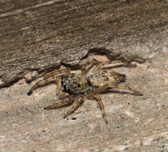 Salticidae