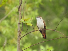 Cacomantis sonneratii