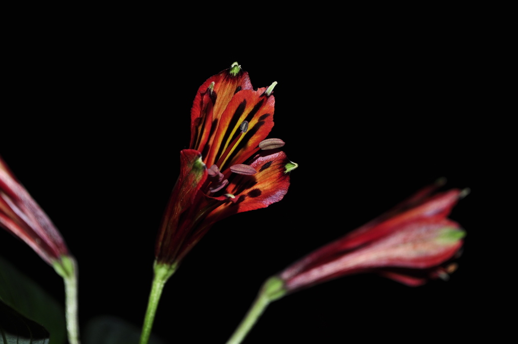 Alstroemeria fuscovinosa