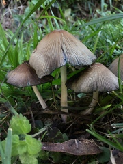 Psathyrellaceae