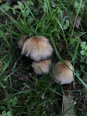 Psathyrellaceae