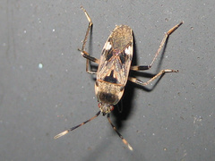 Panaorus csikii