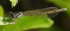 Enallagma divagans
