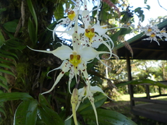 Oncidium cirrhosum