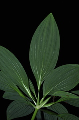 Alstroemeria fuscovinosa