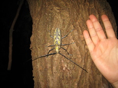 Batocera lineolata