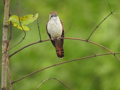 Cacomantis sonneratii