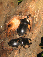 Serrognathus titanus platymelus