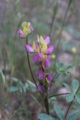 Lupinus stiversii