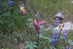 Lupinus stiversii