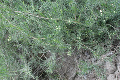 Baccharis boliviensis