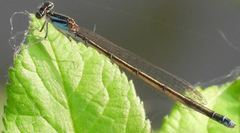 Enallagma divagans