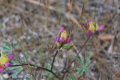 Lupinus stiversii