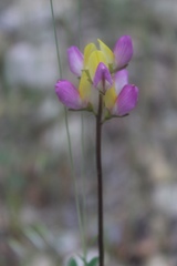 Lupinus stiversii