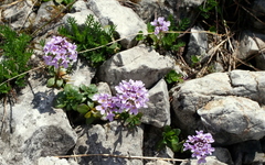 Noccaea rotundifolia