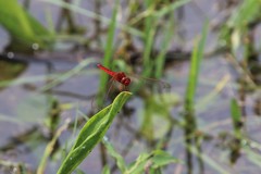Crocothemis