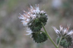 Phacelia tanacetifolia