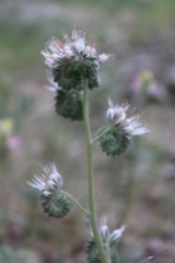Phacelia tanacetifolia