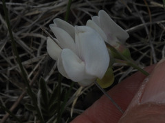 Lathyrus graminifolius