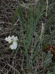 Lathyrus graminifolius