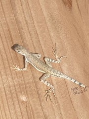 Callisaurus draconoides