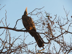Corythaixoides concolor concolor