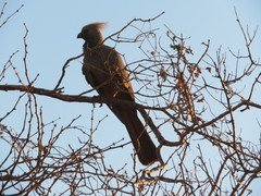 Corythaixoides concolor concolor