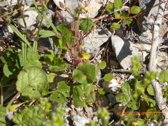 Erythranthe calcicola