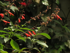 Salvia rufula