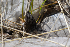 Erynnis icelus