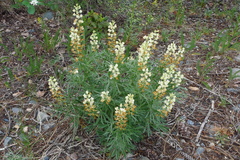 Lupinus sulphureus