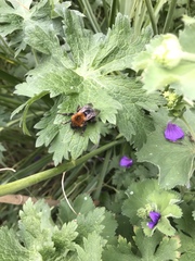 Bombus hypnorum