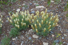 Lupinus sulphureus