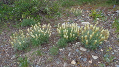 Lupinus sulphureus