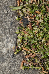 Sagina procumbens